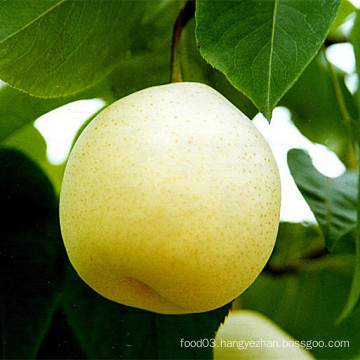 Fresh Ya Pear New Crop for Sale